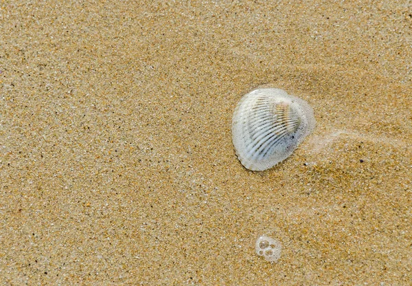 Many type of sea shells on the beach sand, Black Sea shore, text — Stock Photo, Image