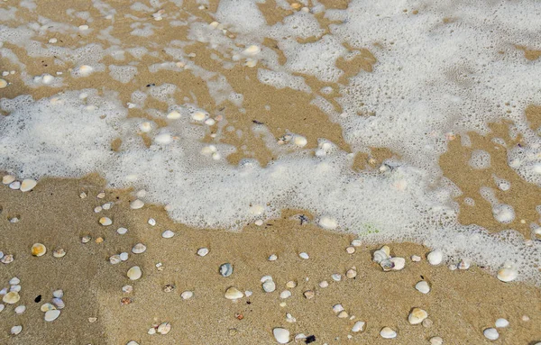 Muchos tipos de conchas marinas en la arena de la playa, costa del Mar Negro, texto —  Fotos de Stock