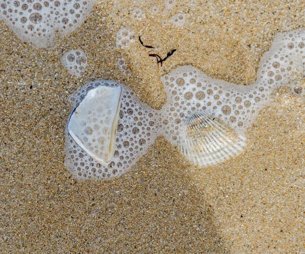 Many type of sea shells on the beach sand, Black Sea shore, texture — Stock Photo, Image