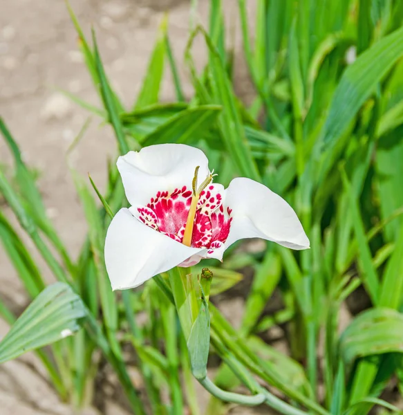 Белые дневные цветы, род Hemerocallis, зеленые листья — стоковое фото