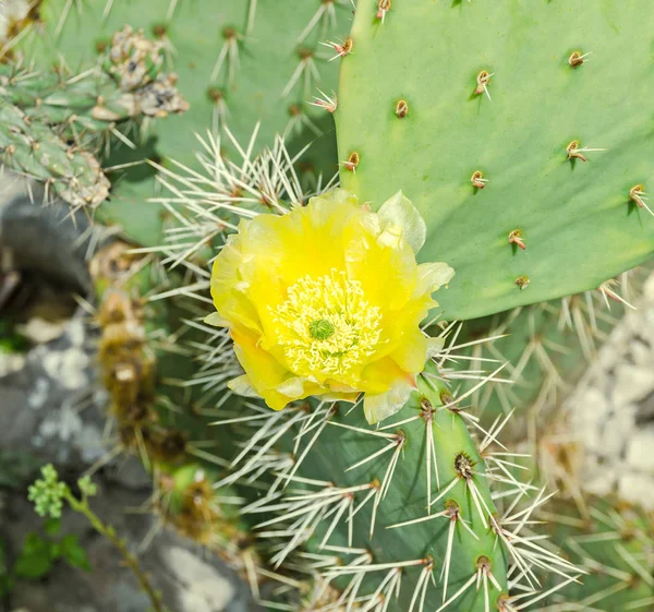 Yellow flower Opuntia humifusa, the devils tongue, eastern prick