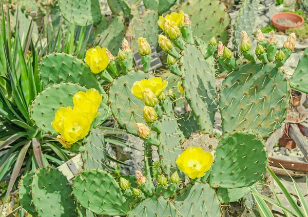 Yellow flower Opuntia humifusa, the devils tongue, eastern prick