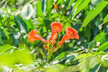 Kırmızı, turuncu Campsis radicans çiçekler, trompet asma veya trompet