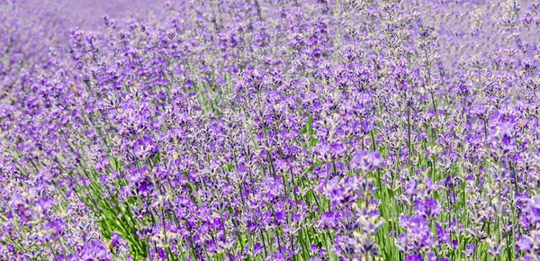 Feld von lila Lavandula angustifolia, Lavendel — Stockfoto