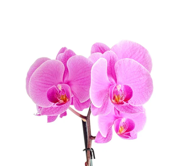 Pink orchid branch flower, phalaenopsis isolated on white background — Stock Photo, Image
