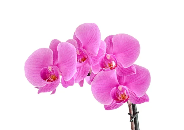 Pink orchid branch flower, phalaenopsis isolated on white background — Stock Photo, Image