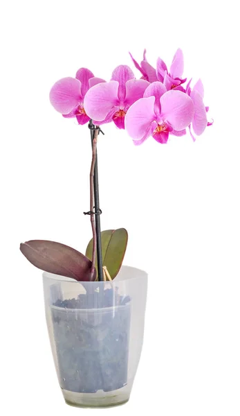 Růžová orchidej větev květ, průhledná váza, phalaenopsis, samostatný — Stock fotografie