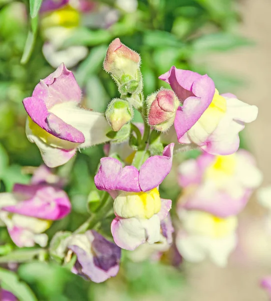 Růžové se žlutým Antirrhinums, drak květiny nebo snapdragons — Stock fotografie