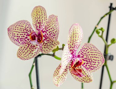 Sarı kırmızı noktalar orkide yakın yukarı şube çiçek, izole 