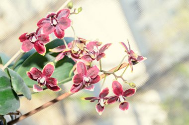 Koyu kırmızı orkide şube çiçekler, bokeh üzerinde izole kapatmak