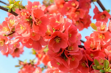 Chaenomeles japonica pink tree flowers,  Maule's quince clipart