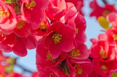 Chaenomeles japonica Pembe ağaç çiçek, Maule'nın Ayva