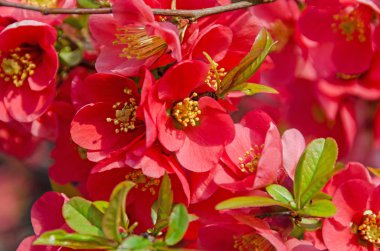 Chaenomeles japonica Pembe ağaç çiçek, Maule'nın Ayva