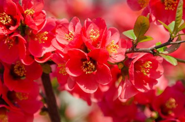 Chaenomeles japonica Pembe ağaç çiçek, Maule'nın Ayva