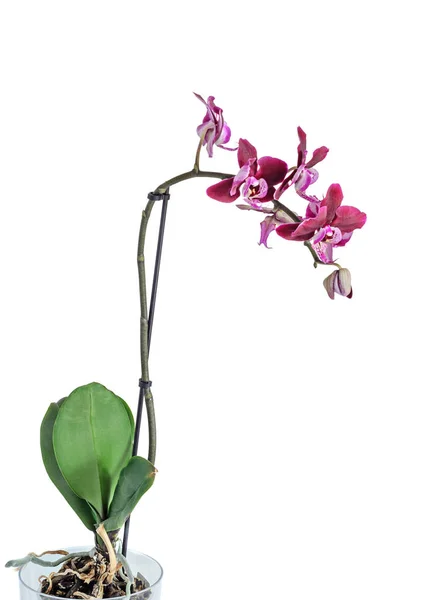 Fialová orchidej blízko větev květ, izolované na bílém pozadí — Stock fotografie