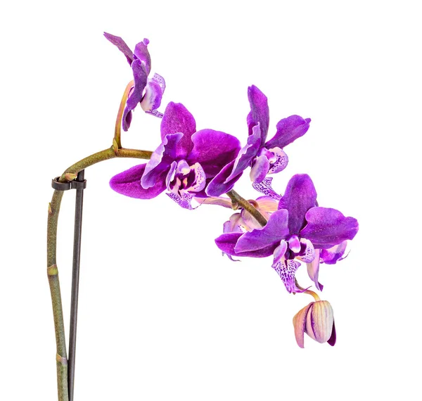 Mor Lila orkide dal çiçek, üzerinde beyaz izole kapatmak