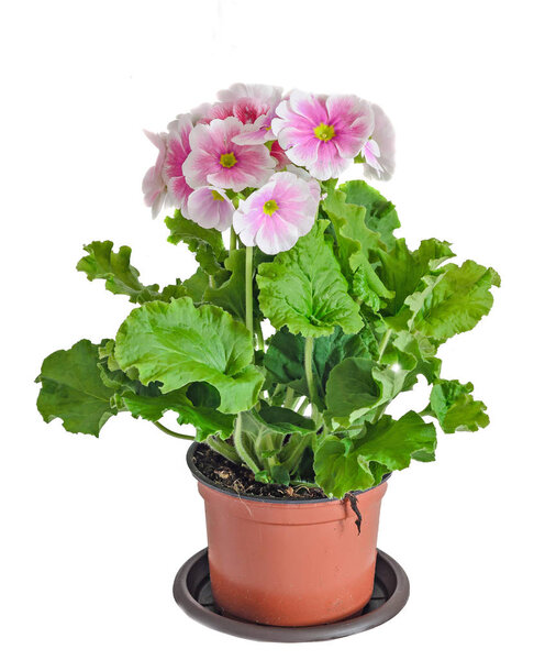 Primula obconica touch me, pink with white flowers in a floor pot
