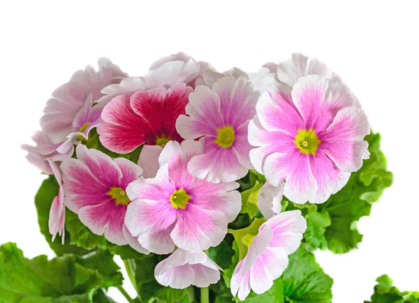 Primula obconica tócame, rosa con flores blancas, hojas verdes — Foto de Stock