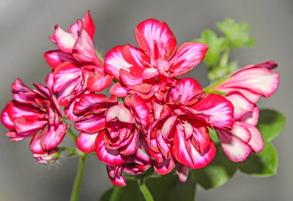 Красный с белыми цветами герань, Pelargonium близко — стоковое фото