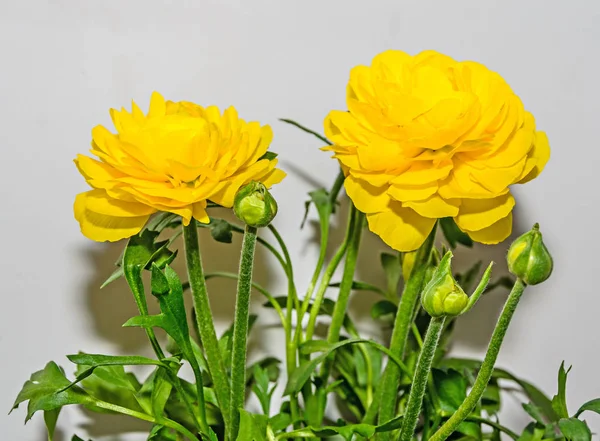 Flor amarela de Ranunculus, família Ranunculaceae — Fotografia de Stock