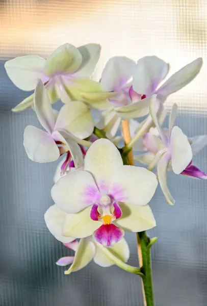 Светло-желтая орхидея закрывает ветви цветков, изолированные на боке — стоковое фото