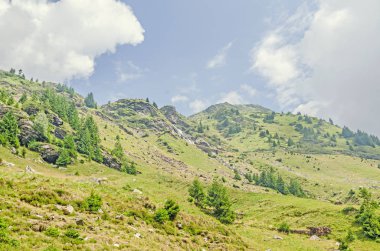 Karpat Dağları, yeşil orman çam ağaçları ile Fagaras hills