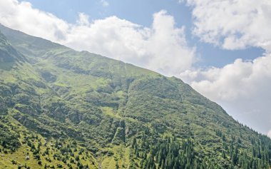 Karpat Dağları, yeşil orman çam ağaçları ile Fagaras hills