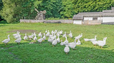 Yeşil çimenlerin üzerinde turuncu Gaga ile beyaz kaz, açık kapatmak
