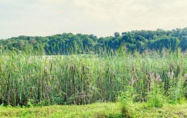 Bir göl, bulrush, reedmace, kuyrugu tarafında birçok Typha tesisi.