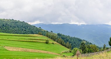 Transalpina road, Parang Dağları tepelerinde yeşil çimen