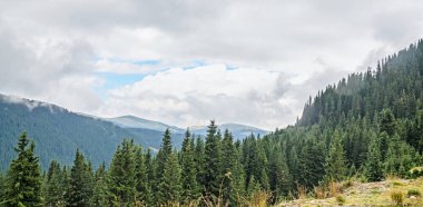 Transalpina road, Parang Dağları tepelerinde yeşil çimen