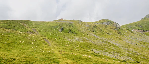 Fagaras Dağları, yeşil çim ve koyunlar ile Karpatlar — Stok fotoğraf
