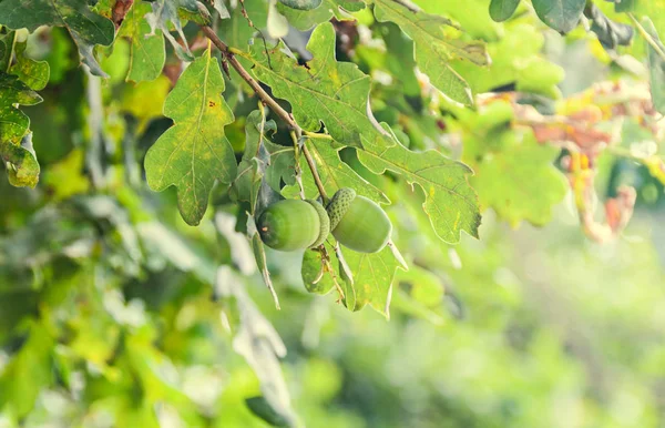 Bellotas verdes roble, hojas verdes, fondo bokeh, primer plano — Foto de Stock