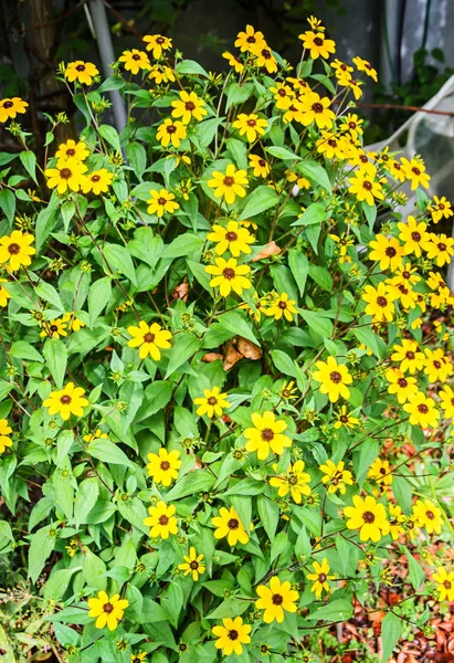 Rudbeckia triloba желтые цветы (коричневатая Сьюзен, коричневатая Сьюзен — стоковое фото