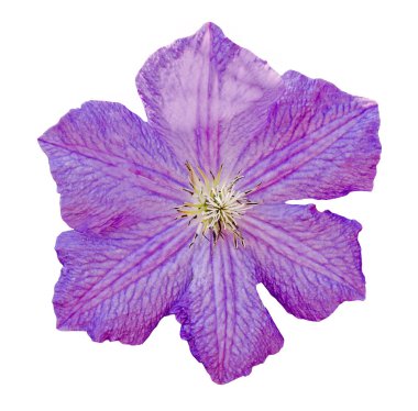 Clematis menekşe çiçeği, Tırmanışçılar Kraliçesi, izole edilmiş, yakın plan