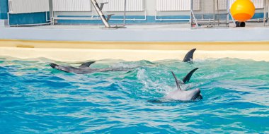 Havuz suyu gerçekleştirme yunuslarla dolphinarium gösteri