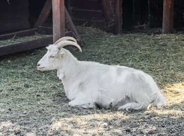 Beyaz Keçi yakın kadar goatling, açık