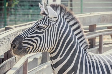 Zebra portre, hayvanat Bahçe kapatın