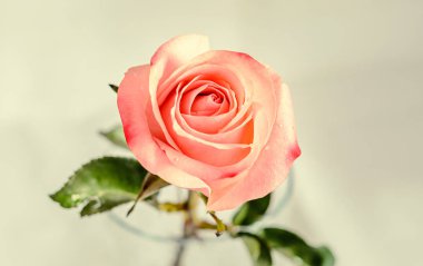 Pembe turuncu gül çiçek, desen yaprakları, yakın çekim