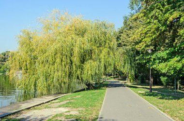 Yeşil söğüt ağacının yakın göl, park sokak ile