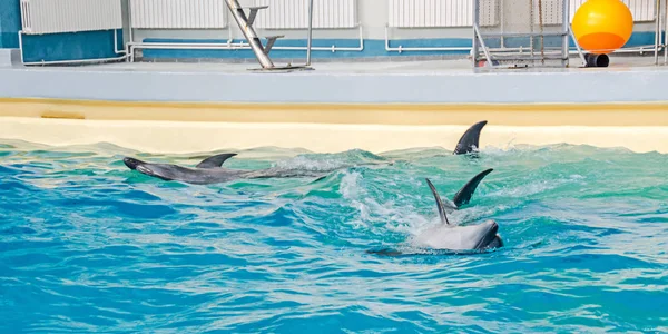 Шоу дельфинария с дельфинами, выступающими в воде бассейна — стоковое фото