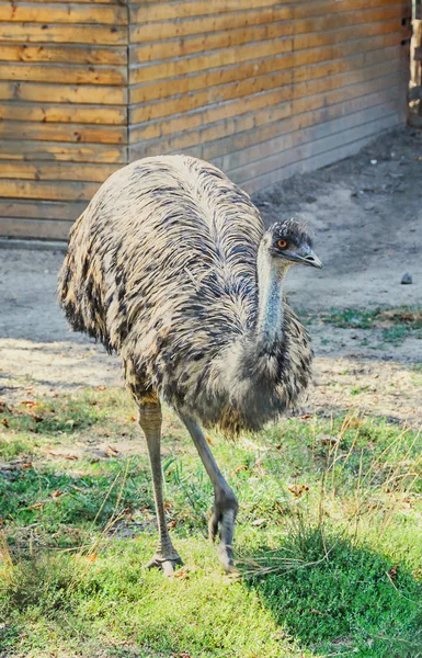 Colored ostrich, emu bird, close up portrait — Stock Photo, Image