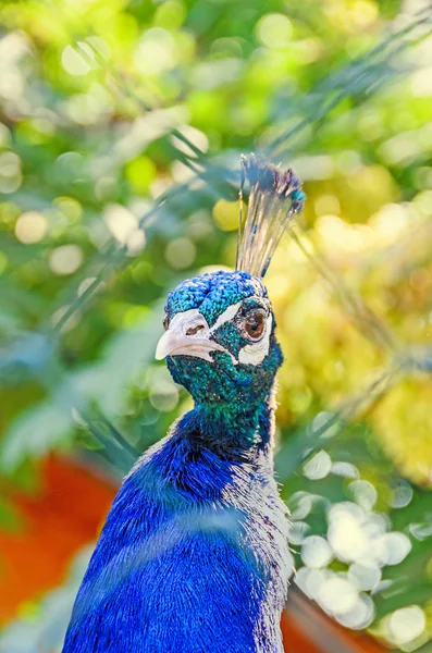 Colored head of Peacock, close up portrait — Stock Photo, Image