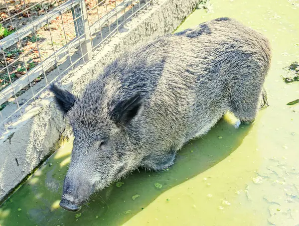 Wild boar portrait close up in the water mud — Stock Photo, Image