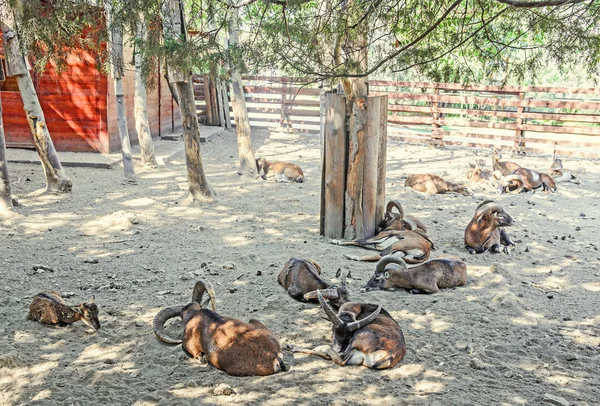 Wiele antylopy na ziemi, behing ogrodzenia, ogród zoologiczny — Zdjęcie stockowe