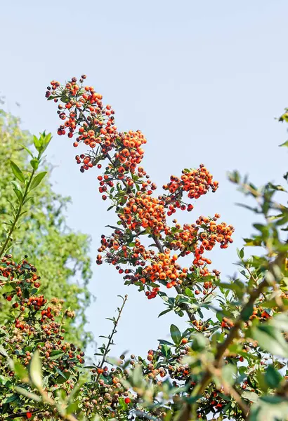 Pyracantha coccinea, el arbusto de espino fuego escarlata — Foto de Stock