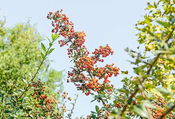 ピラカンサ コクシネア、緋色トキワサンザシ低木 — ストック写真