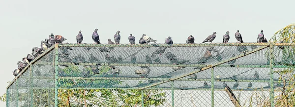 Viele farbige Tauben, Tauben auf dem Dach, im Freien, Nahaufnahme — Stockfoto