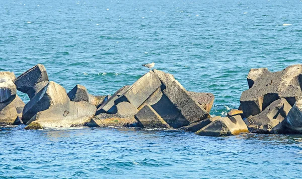 稳定的动物, 海水中的岩石, 黑海, 蓝色的绿水 — 图库照片