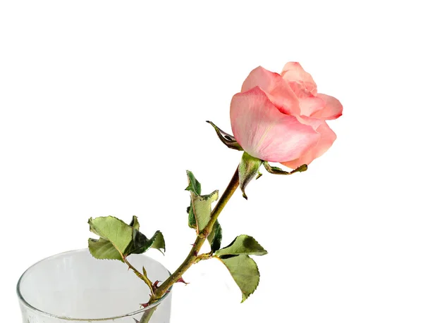 Rosa laranja rosa flor, pétalas padrão, close-up — Fotografia de Stock